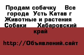 Продам собачку  - Все города, Усть-Катав г. Животные и растения » Собаки   . Хабаровский край